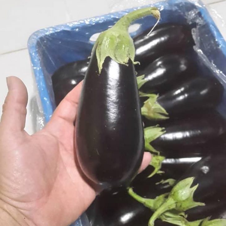 ईरानी दीपक बैंगन फिल्म का निर्यात