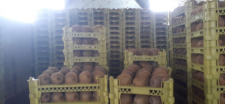 Постоянный экспорт киви из Ирана