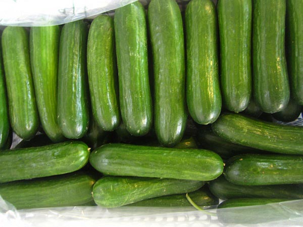 AGRO Cucumber Packed Form 2 - صادرات خیار خاردار و معمولی